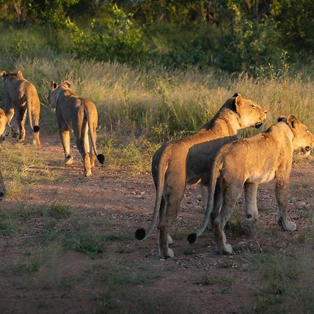 Milima Big 5 Safari Lodge Hoedspruit Εξωτερικό φωτογραφία