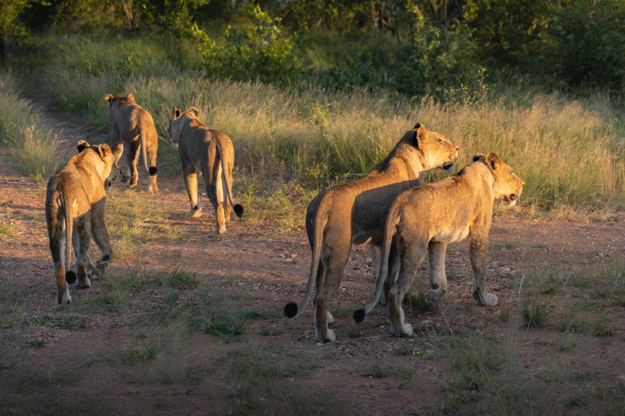 Milima Big 5 Safari Lodge Hoedspruit Εξωτερικό φωτογραφία